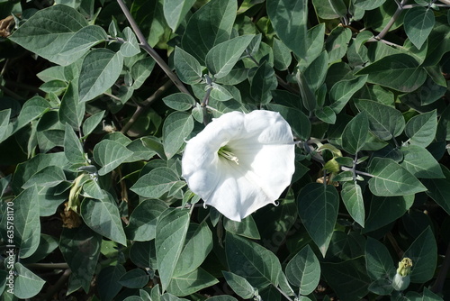 Single white flower of Datura innoxia in September photo