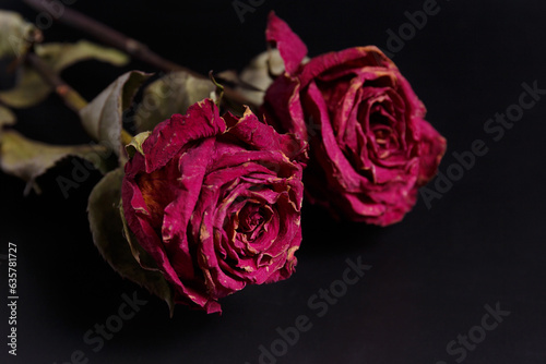 Dry roses on a black background  copy space. Unhappy love  loneliness  sadness  old age  loss.