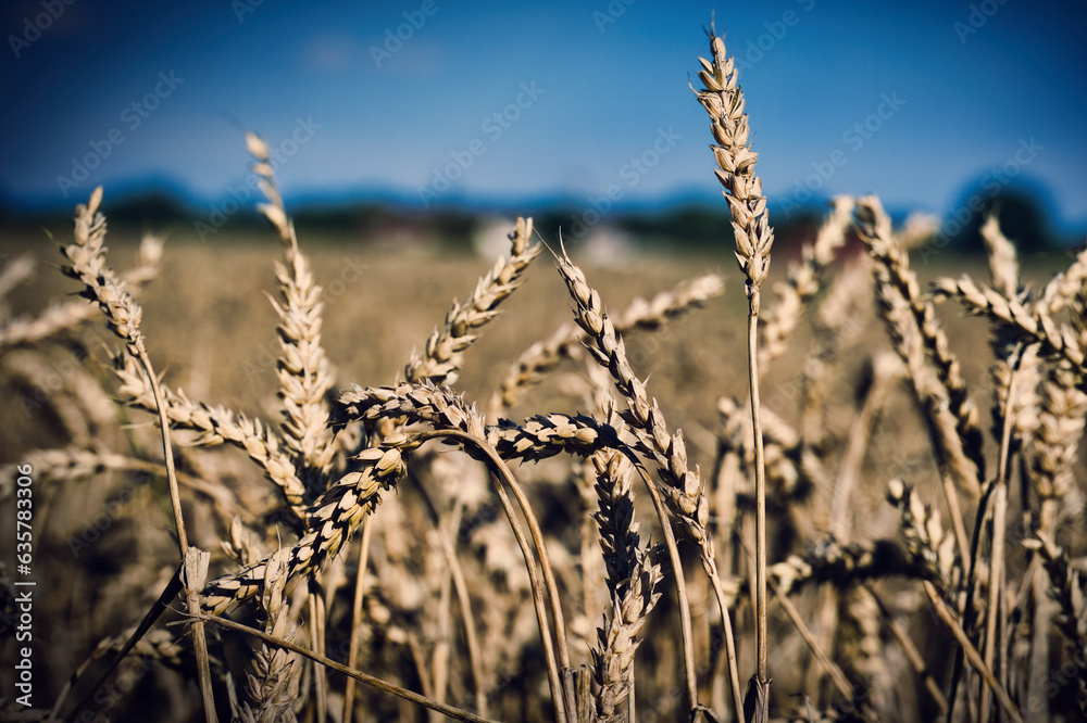 Fototapeta premium Erntezeit