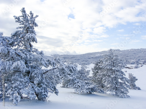 Winter landscape on the top of the mountain. Trees in the snow. Nature background. North Pole