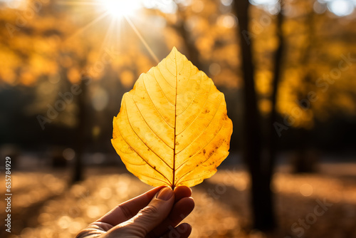 Close-up of a hand holding a yellow autumn leaf in sunlight with leaves in the background 