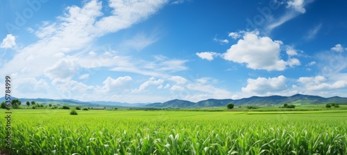 Fototapeta Naklejka Na Ścianę i Meble -  Corn crop field landscape background. Generative AI technology.