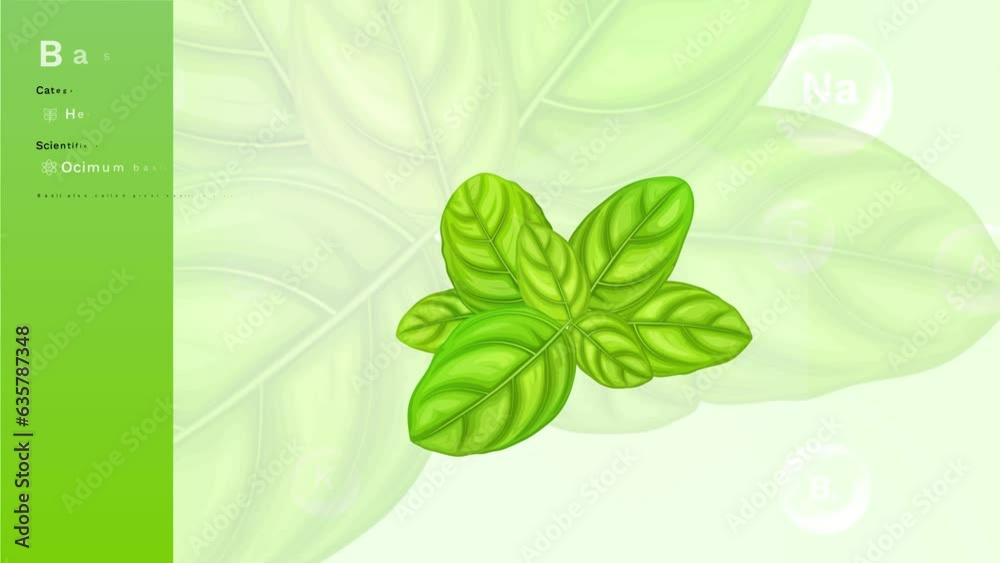 Basil Leaves and its Nutritional Properties with Minerals and Vitamins