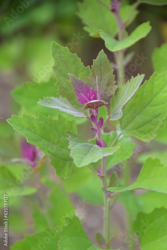 tree spinach or Chenopodium giganteum