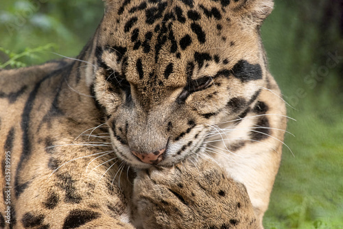 A clouded leopard  Neofelis nebulosa