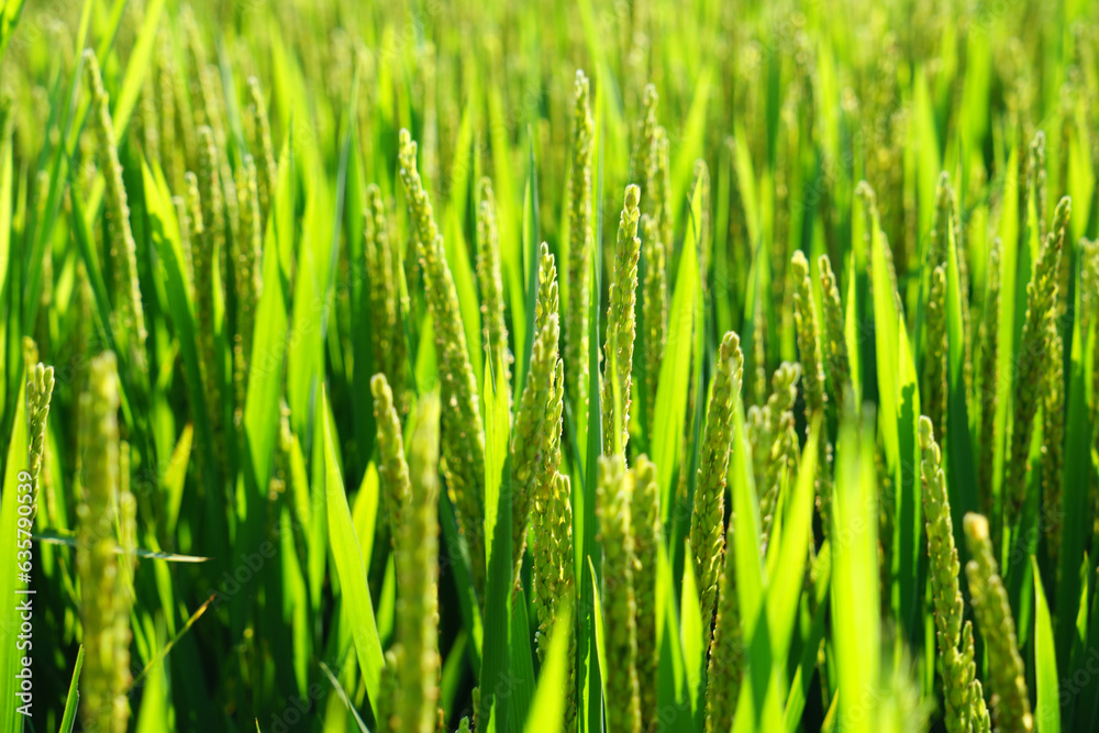 Obraz premium Mature rice in rice field, The rice fields are under the blue sky.