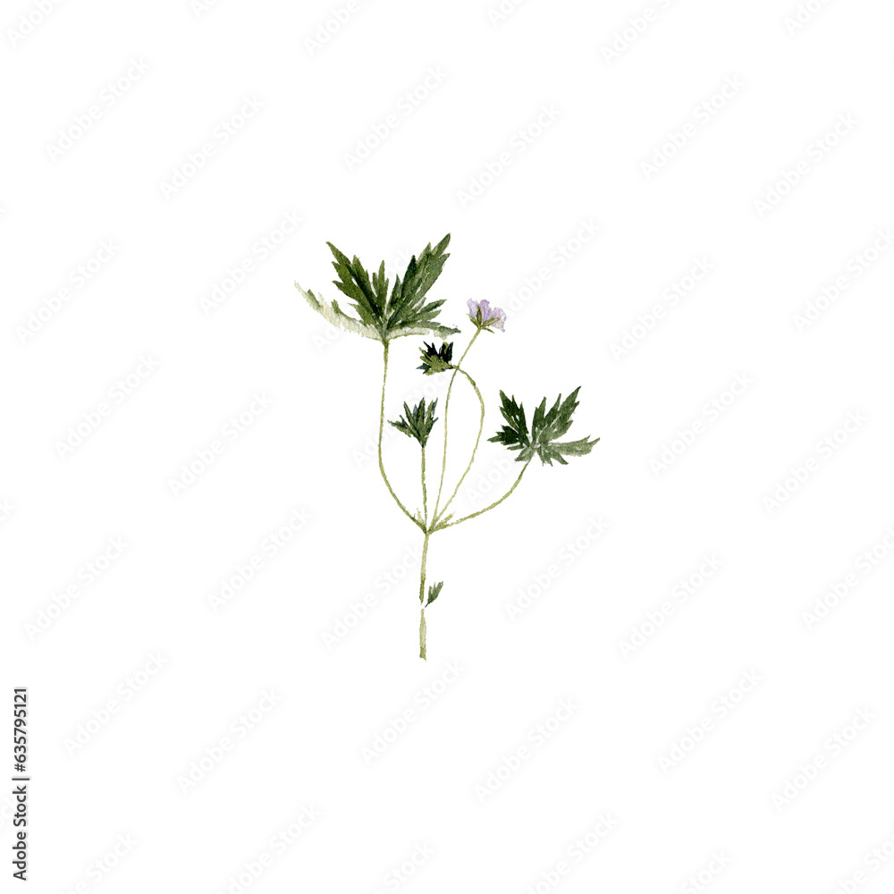 Naklejka premium watercolor drawing plant of Geranium sibiricum with leaves and flower, isolated at white background, natural element, hand drawn botanical illustration
