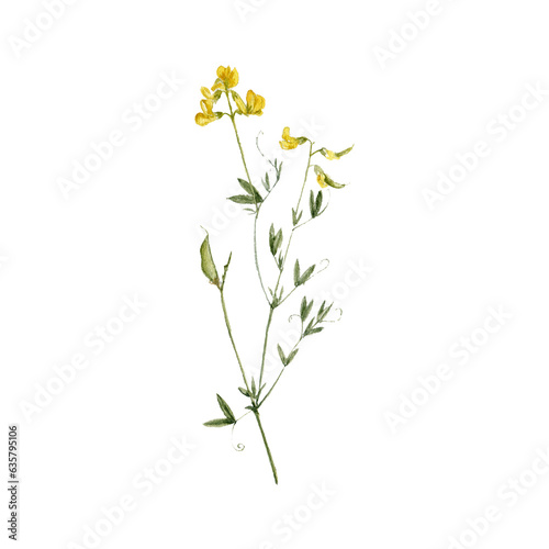 watercolor drawing plant of meadow vetchling with leaves and flower, yellow pea, Lathyrus pratensis isolated at white background, natural element, hand drawn botanical illustration