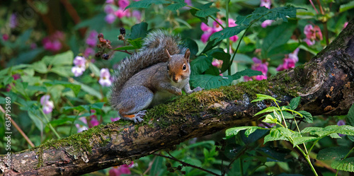 Grey squirrel in the woods © Stephen