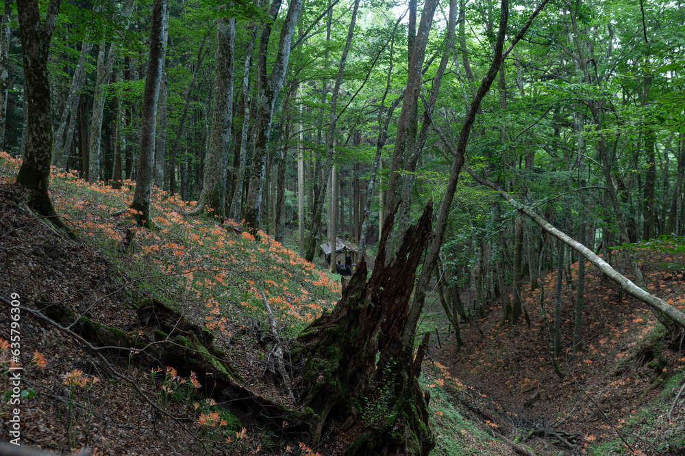 Obraz premium 森の中に咲くオオキツネノカミソリ 愛知県豊田市