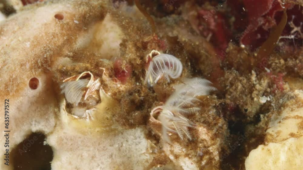 Crustacea Balanus sp. species of acorn barnacle, family Balanidae. It has a conical shell attached to a hard surface. Corollas of tentacles catch food. White sea