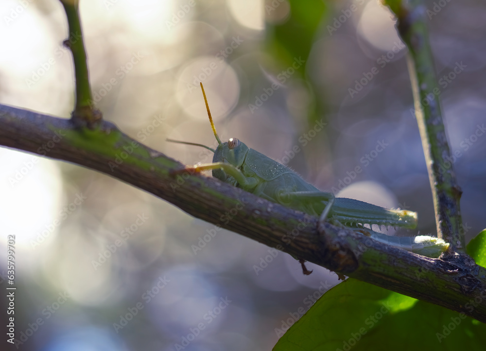 A green grasshopper on a tree branch. Selective focus A green grasshopper on a tree branch. Selective focus