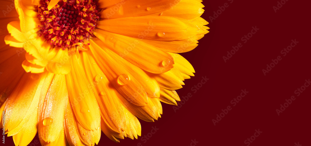 yellow marigold flowers on a background of green leaves yellow marigold flowers on a background of green leaves