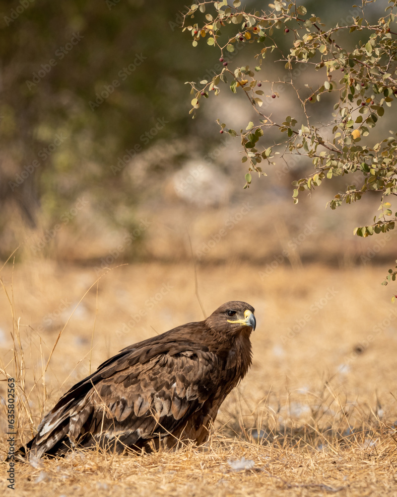 Fototapeta premium Steppe eagle or Aquila nipalensis closeup in winter morning light during migration at desert national park jaisalmer rajasthan india asia