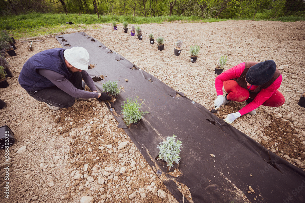 A couple of people are planting lavender in a field, a lavender field and workers A couple of people are planting lavender in a field, a lavender field and workers