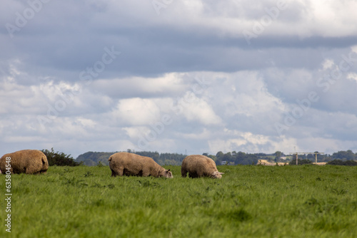 sheep in the field