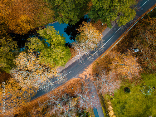 Aerial view of thick forest in autumn with road cutting through