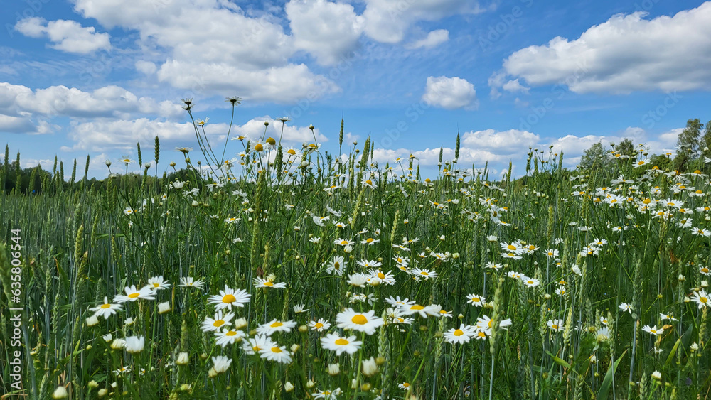 Rural panorama field of daisies and rye. Rural panorama field of daisies and rye.