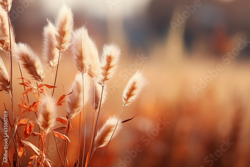 Close up on yellowed blades of grass and wild plants on a blurred background, warm colors, autumn theme, autumn background