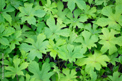 natural green leaf background , The leaves look like lobes