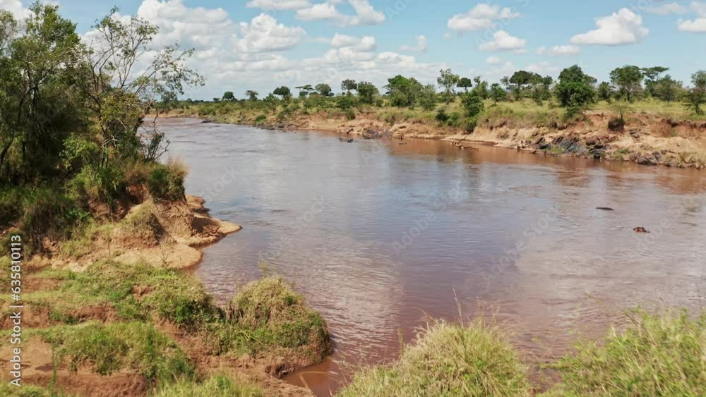 Hippos in Mara River Aerial Drone Shot View, Beautiful African Landscape Scenery of a Group of Hippo in the Flowing Water of Maasai Mara National Reserve, Kenya, Africa