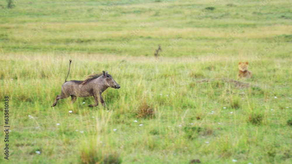 Slow Motion Shot of Lion closes in on warthog over empty lush savannah, young lion learning to hunt for survival in tough ecosystem of the Maasai Mara National Reserve, Kenya Slow Motion Shot of Lion closes in on warthog over empty lush savannah, young lion learning to hunt for survival in tough ecosystem of the Maasai Mara National Reserve, Kenya