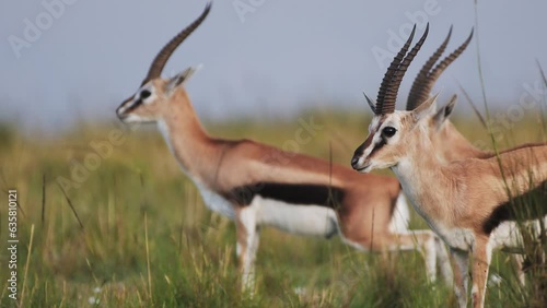 Slow Motion Shot of Thomson gazelle amongst tall grass watching over the plains majesticly in grasslands, Africa Safari Animals in Masai Mara African Wildlife in Maasai Mara National Reserve photo