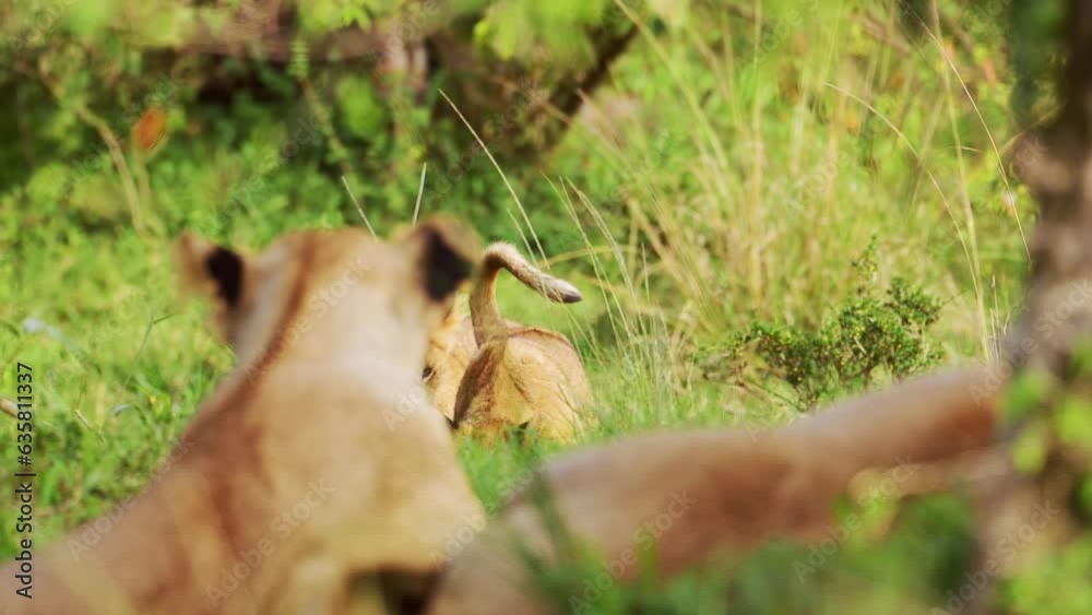 Close up shot of big 5 lion cubs play fighting being cute and cheeky, African Wildlife in Maasai Mara National Reserve, Kenya, young cute Africa Safari Animals having fun Close up shot of big 5 lion cubs play fighting being cute and cheeky, African Wildlife in Maasai Mara National Reserve, Kenya, young cute Africa Safari Animals having fun