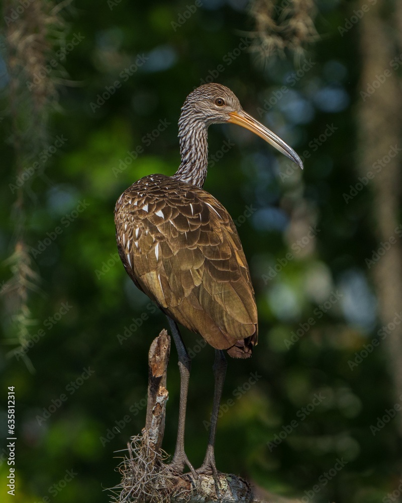 Obraz premium heron