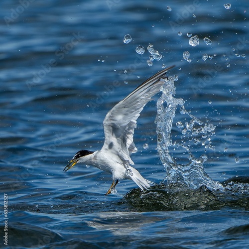 seagull in the sea