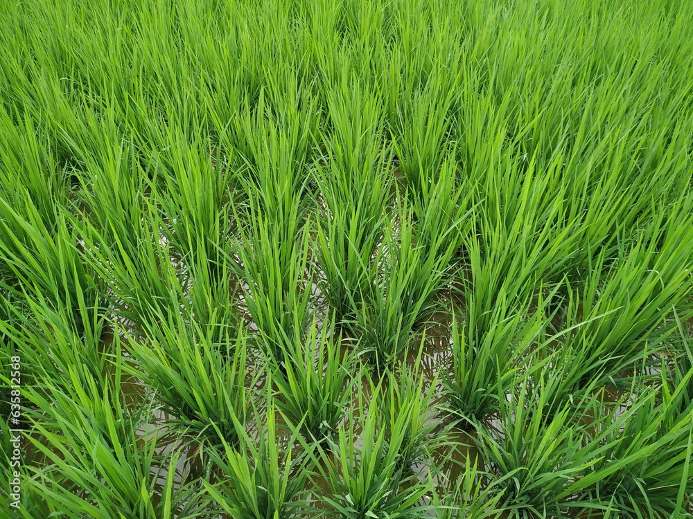 green rice field green rice field