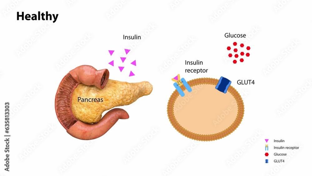 Insulin action and diabetes type 1 and 2, 2d 3d animation, render, metabolic diseases, pancreatic disease, insulin receptors, pancreas