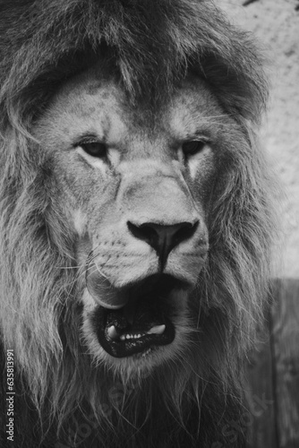 Black and white photo of a lion licking after dinner © Iveta