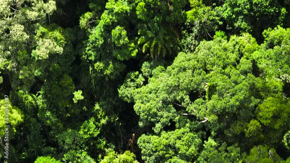 Aerial view of rainforest and jungle in the tropics. Jungle landscape. Borneo, Malaysia. Aerial view of rainforest and jungle in the tropics. Jungle landscape. Borneo, Malaysia.