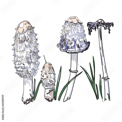 shaggy inkcap vector illustration hand drawing style  photo