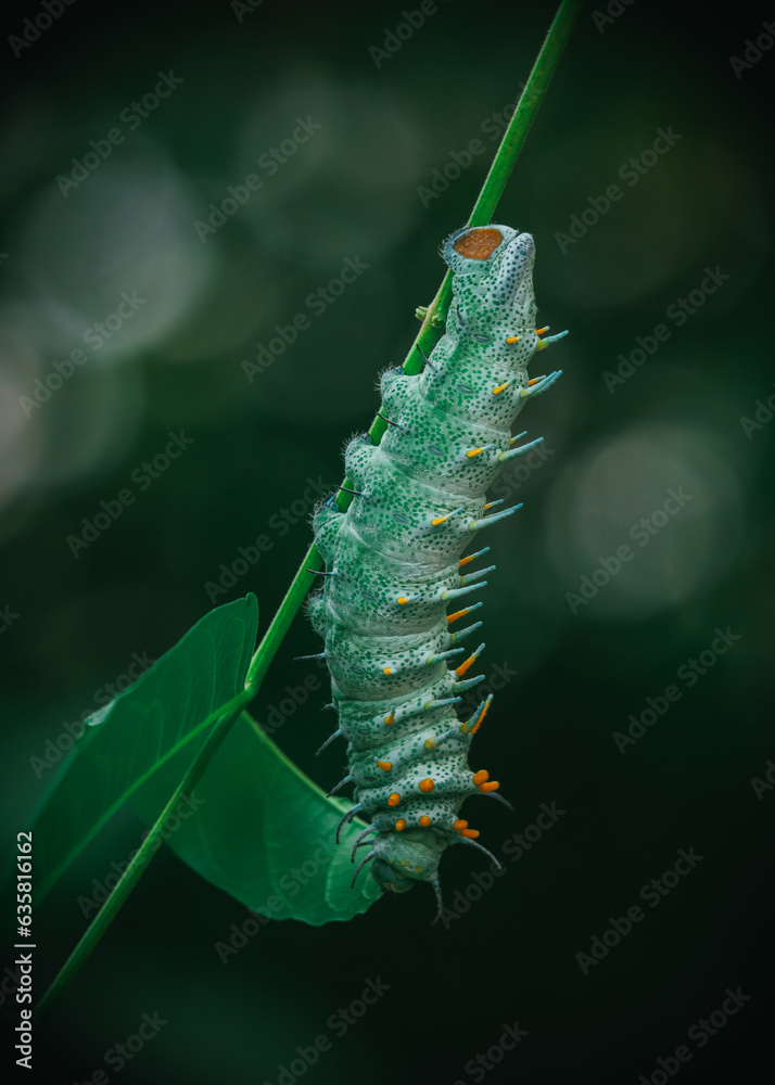 Naklejka premium Chenille atlas