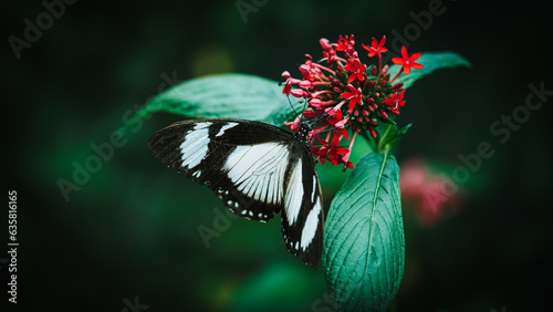 Close up of black and white butterfly