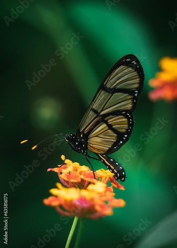Close up of butterfly