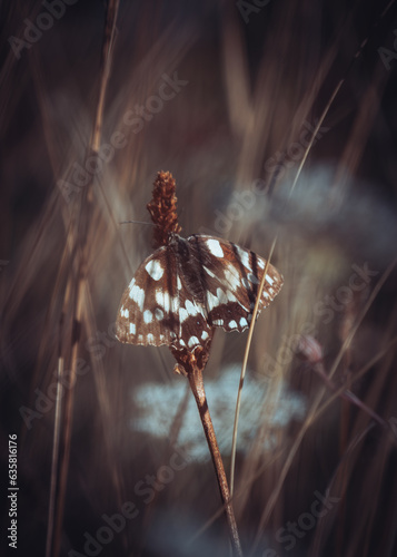 Close up of brown butterfly

