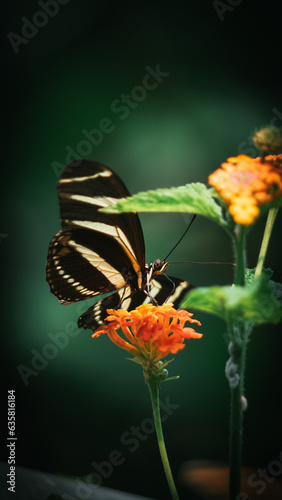 Papillon en vol sur une fleur