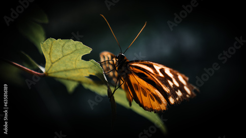 Close up of yellow butterfly
