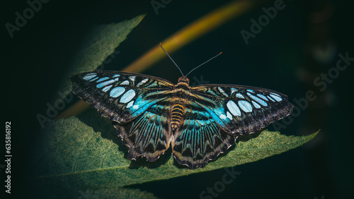 Close up of blue butterfly
