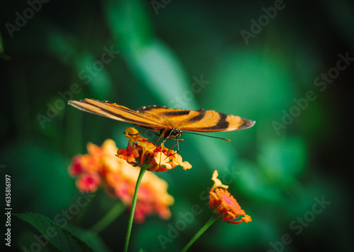 Close up of orange butterfly