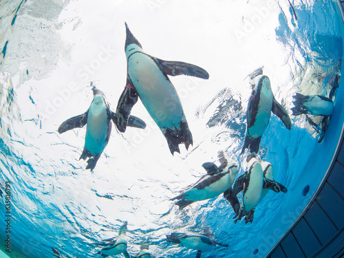 サンシャイン水族館の「天空のペンギン」：青空を泳ぐような開放的な光景