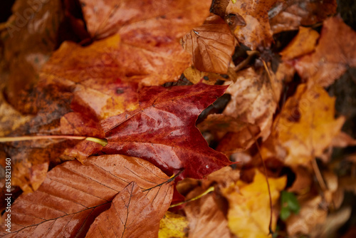 wet autumn leaves. Colorful Autumn Leaves on Ground