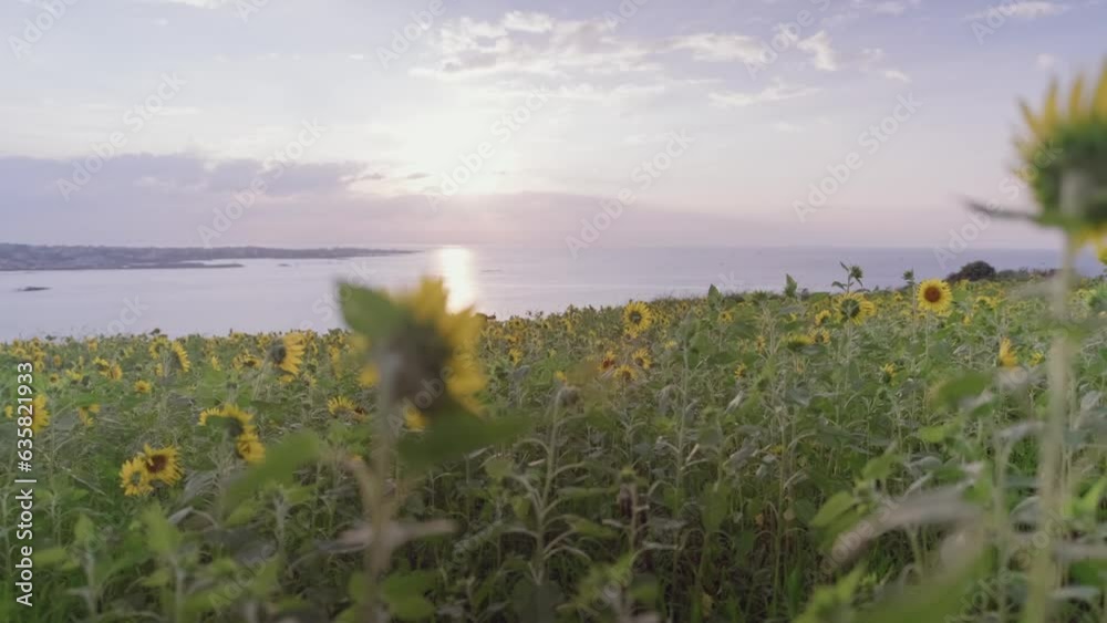 Bask in the breathtaking beauty of vibrant sunflowers at sunset, a ...