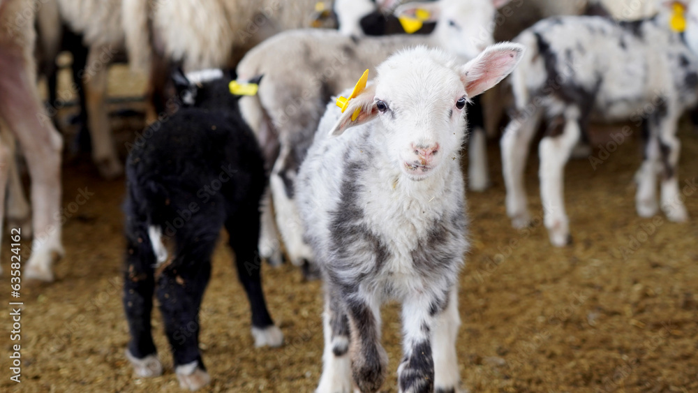 Obraz premium sheep and lamb