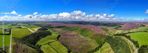 Fotografia North  York Moors Heather Panoramic,The North York Moors is an upland area in north-eastern Yorkshire, England
