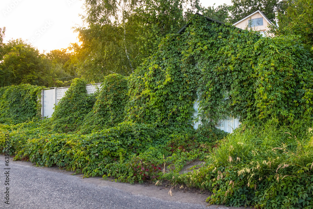 Wild grapes (Virginia creeper) on the fence and garage, dense vegetation near an abandoned house