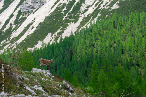Forni di Sopra, Dolomiti Friulane, Truoi dai Sclops - Sentiero delle Genziane, Stambecco photo